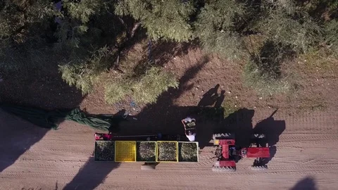 Olives workers top Stock Footage 83172510