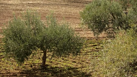 Olivetree on a field Stock Footage 108634582