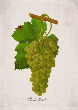 Olivette blanche Classic White Wine Grape Variety, Botanical Illustration Stock Illustration