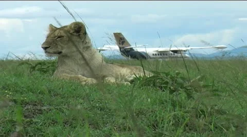 Olkiombo Lion cub Stock Footage 12479039