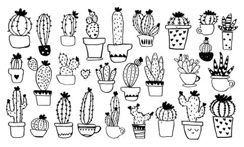 Ollection of different types of cacti in pots. Line sketch. Hand drawing of Stock Illustration