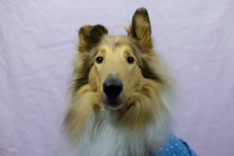 Ollie the Rough Collie Stock Photos
