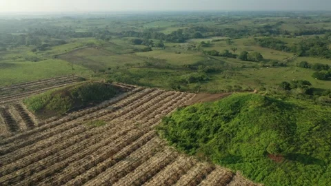 Olmec Ancient Pyramids, Mexico, Drone Clip, Tres Zapotes, Veracruz 4K Stock Footage 296347054