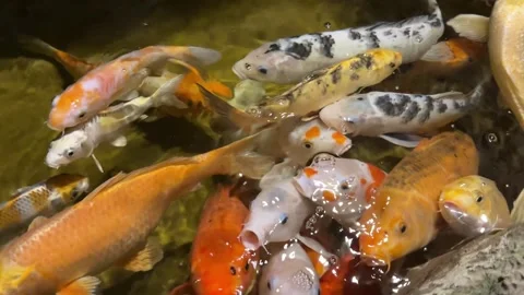 Olorful Japanese Koi Carp Swimming and Feeding near Water Surface 库存影片 344120553