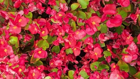 Olympia Red Begonias Stock Footage 287664586