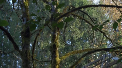 Olympia Washington 動画素材 221868329