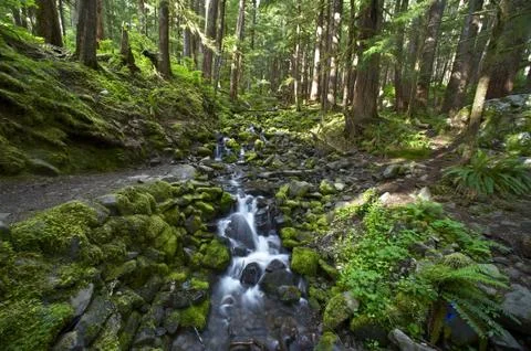 Olympic forest and mountain stream. olympic national park, wa, u.s.a. wide an Foto stock