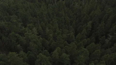 Olympic Forest from Up High 動画素材 137969604