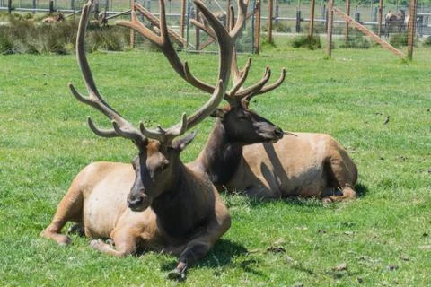Olympic Game Farm Stock Photos