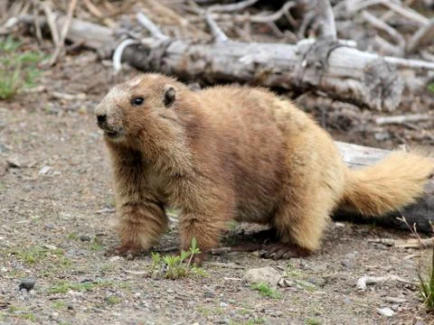 Olympic Marmot Stock Photos