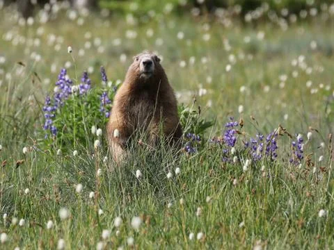 Olympic Marmot Standing Up Stock Photos