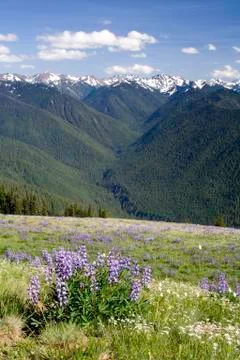 Olympic Mountains Stock Photos