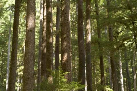 Olympic national forest Stock Photos