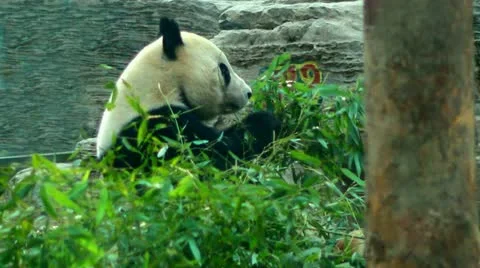 Olympic Panda eating Bamboo in  Beijing Zoo, China Stockbeeldmateriaal 10887228