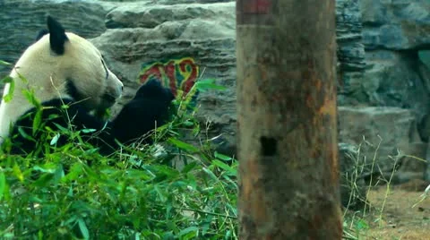 Olympic Panda eating Bamboo - medium and wide shot - Beijing Zoo, China Stock Footage 10887209