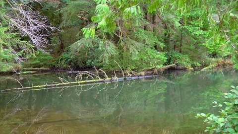 Olympic Peninsula lake Stock Footage 70729914