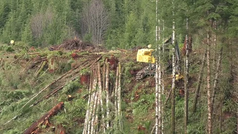 Olympic Peninsula Logging 動画素材 71683085