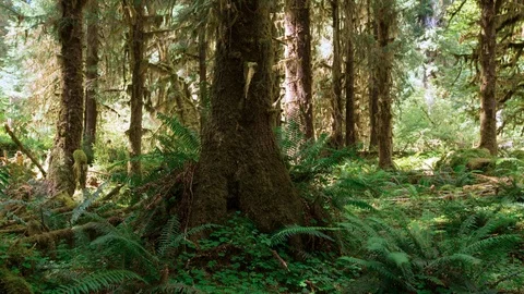 Olympic Rain Forest Dolly Timelapse 4k Stock Footage 102703221