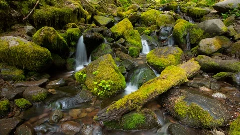 Olympic Rain Forest Mossy Stream Dolly Timelapse 4k Vidéo 102679783