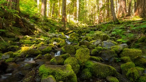 Olympic Rain Forest Mossy Stream Dolly HDR Timelapse 4k Vidéo 102688691