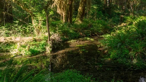 Olympic Rain Forest Stream Timelapse 4k 動画素材 102695701