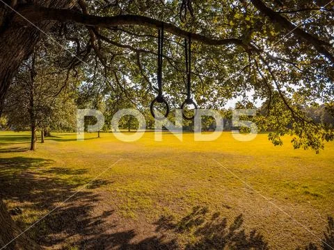Olympic Rings Training Calisthencis Tree Branch Sunshine Stock Photos