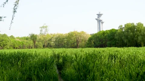 The Olympic Tower in the distance, Olympic Forest Park Stock Footage 195461403