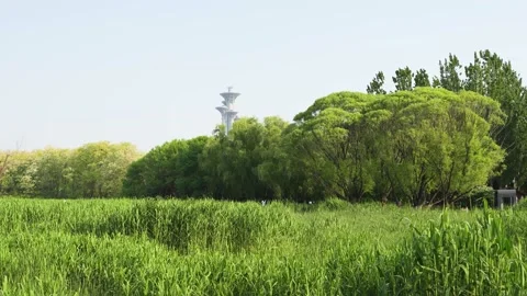 The Olympic Tower in the distance, Olympic Forest Park Stock Footage 195461990