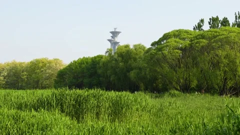 The Olympic Tower in the distance, Olympic Forest Park Stock Footage 195462023