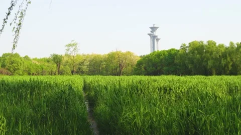 The Olympic Tower in the distance, Olympic Forest Park 库存影片 195462024