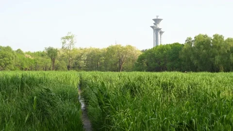 The Olympic Tower in the distance, Olympic Forest Park Stock Footage 195462045