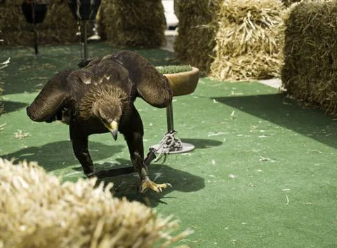 OLYMPUS DIGITAL CAMERA Eagle small park, exhibition of falconry, wild animals Stock Photos