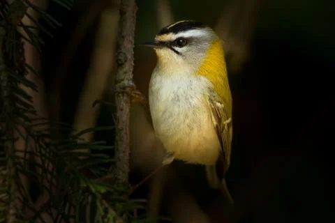 OLYMPUS DIGITAL CAMERA Firecrest - Regulus ignicapilla with the yellow crest  Stock Photos