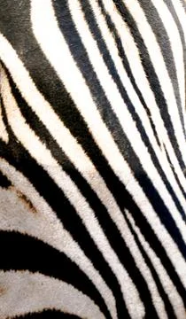 Olympus digital camera Foto stock