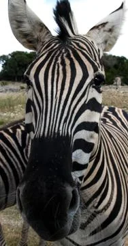 Olympus digital camera Foto stock