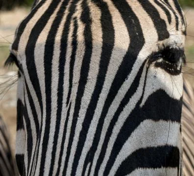 Olympus digital camera Foto stock