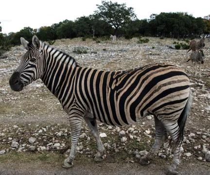 Olympus digital camera Foto stock