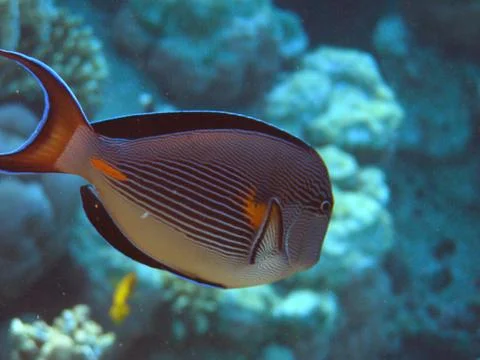 OLYMPUS DIGITAL CAMERA Fotos de archivo