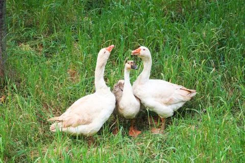 OLYMPUS DIGITAL CAMERA Stock Photos