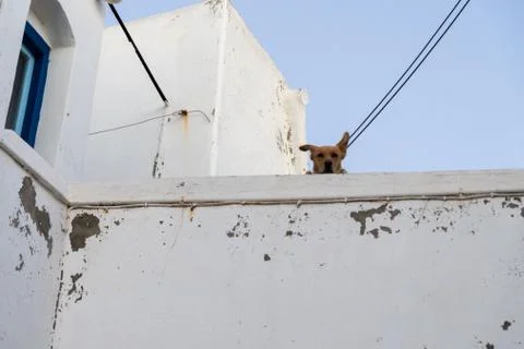 OLYMPUS DIGITAL CAMERA Stock Photos