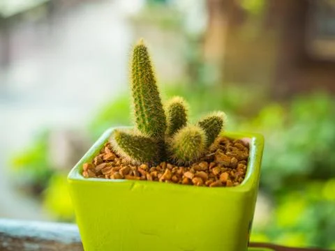 OLYMPUS DIGITAL CAMERA Stock Photos