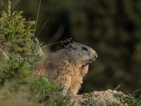 OLYMPUS DIGITAL CAMERA Stock Photos