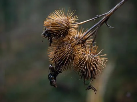 OLYMPUS DIGITAL CAMERA Stock Photos