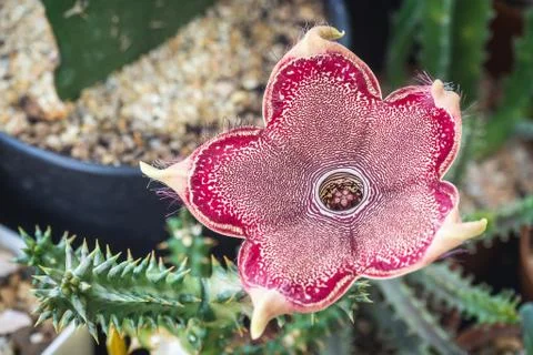 OLYMPUS DIGITAL CAMERA Stock Photos