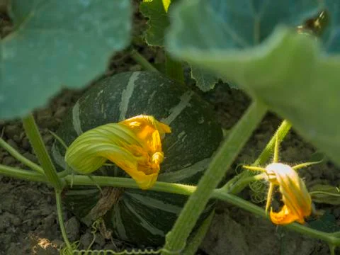 OLYMPUS DIGITAL CAMERA Foto stock