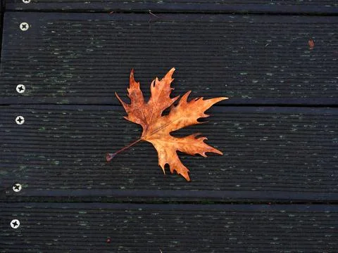 OLYMPUS DIGITAL CAMERA Stock-Fotos