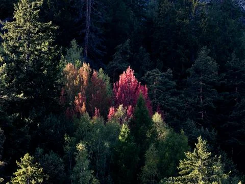 OLYMPUS DIGITAL CAMERA Stock Photos