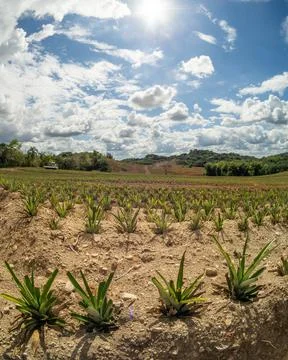 OLYMPUS DIGITAL CAMERA Stockfoto's