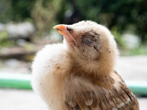 OLYMPUS DIGITAL CAMERA Stock Photos