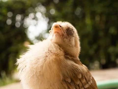 OLYMPUS DIGITAL CAMERA Stock Photos